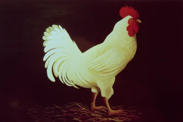 Rooster
