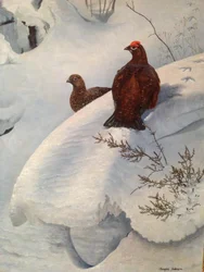 Grouse in Snow
