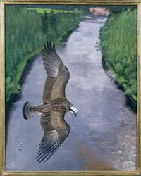 Osprey Fishing