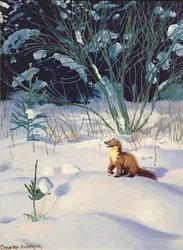 Pine Marten in Snow
