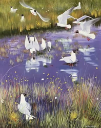 Seagulls in Bog