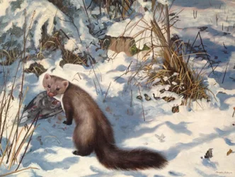 Stone Marten in the Snow