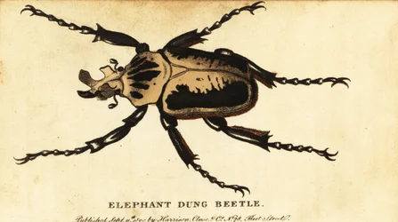 Royal Goliath Beetle, Goliathus Regius (1800)