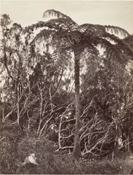Tree Fern