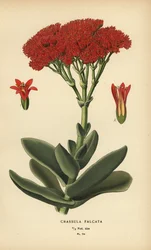 Airplane Plant, Crassula perfoliata var. falcata