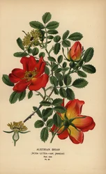 Austrian briar rose, Rosa lutea var. punicea