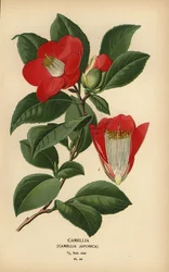 Camellia, Camellia japonica