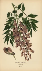 Chinese wisteria, Wisteria sinensis