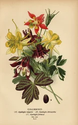 Columbines, Aquilegia Species