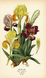 Dwarf iris, Iris pumila. Chromolithograph from an illustration by Desire Bois from Edward Step’s Favourite Flowers of Garden and Greenhouse, Frederick Warne, London