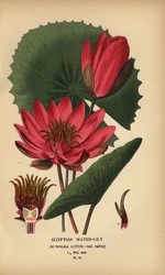 Egyptian waterlily, Nymphaea lotus