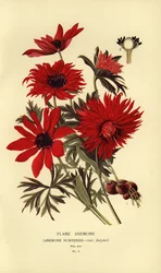 Flame Anemone