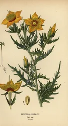 Golden Bartonia or Lindley’s Blazingstar, Mentzelia lindleyi
