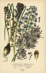Grape hyacinth, Leopoldia comosa (Muscari comosum, var. monstrosum, var. plumosa). Chromolithograph from an illustration by Desire Bois from Edward Step
