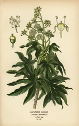Japanese Aralia or Glossy-Leaf Paper Plant, Fatsia japonica