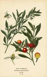 Jerusalem cherry, Solanum pseudocapsicum var. diflorum