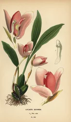 Lycaste virginalis orchid (Lycaste skinneri). Chromolithograph from an illustration by Desire Bois from Edward Step’s Favourite Flowers of Garden and Greenhouse, Frederick Warne, London