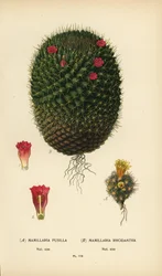 Mammillaria prolifera and Mammillaria rhodantha