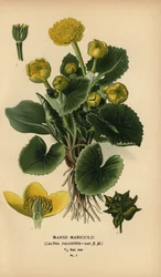 Marsh marigold, Caltha palustris