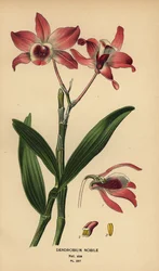 Noble dendrobium orchid, Dendrobium nobile. Chromolithograph from an illustration by Desire Bois from Edward Step’s Favourite Flowers of Garden and Greenhouse, Frederick Warne, London