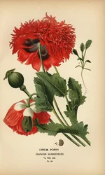 Opium Poppy, Papaver somniferum