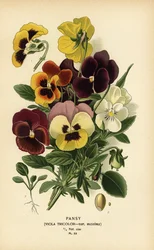 Pansy, Viola tricolor