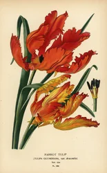 Parrot Tulip, Tulipa gesneriana var. dracontia. Chromolithograph from an Illustration by Desire Bois from Edward Step’s Favourite Flowers of Garden and Greenhouse, Frederick Warne, London