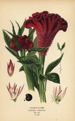 Plumed cockscomb or silver cockscomb, Celosia argentea (Cockscomb, Celosia cristata). Chromolithograph from an illustration by Désiré Bois from Edward Step