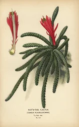 Rattail cactus, Disocactus flagelliformis.