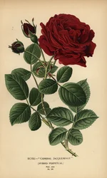 Rose General Jacqueminot, Hybrid Perpetual