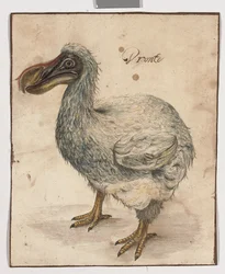 A Dodo