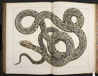A Python, from 