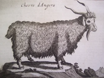 Angora goat, from Relation dun Voyage du Levant by Joseph Pitton de Tournefort, Amsterdam, 1718