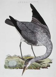 Heron, published in Amsterdam