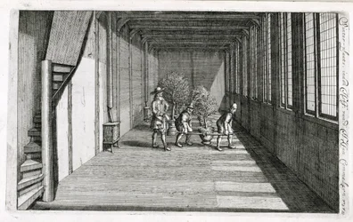 Moving trees into the garden for summer, from De Nederlandze Hesperides by Jan Commelin, published 1676