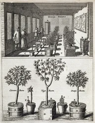 Orangery, from De Nederlandze Hesperides by Jan Commelin