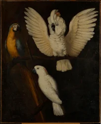 Parrots, c.1670