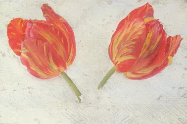 Studies of tulips