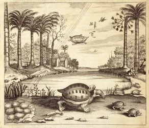 Turtle Eggs Hatching, from China Illustrated by Athanasius Kircher, 1667