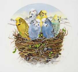 Budgerigars in a Nest, 1995