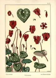 The Cyclamen