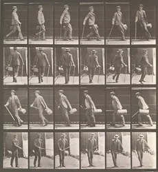 Animal Locomotion. An Electro-Photographic Investigation of Animal Movements, 1880s