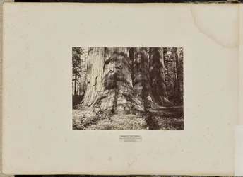Mammoth Tree Grove, Calaveras County, California. The Salem Witch Group. Average 300 Feet High, 65 Feet in Circumference