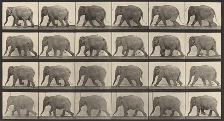 Plate Number 733. Elephant walking, 1887