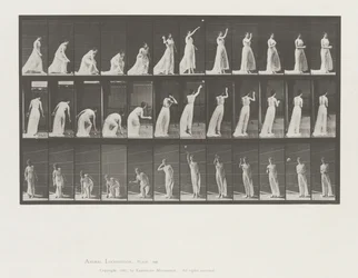 Animal Locomotion, Plate 305