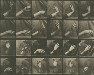 Animal Locomotion, Plate 535