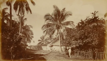 Cocoa Palm - Retalhuleu, Guatemala