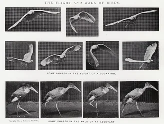The Flight and Walk of Birds