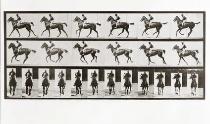 Horse and Rider, Plate 621 from Animal Locomotion
