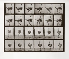 Ostrich Running, Plate 772 from Animal Locomotion